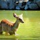 鹿さんの水遊び