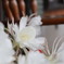 サボテンの花_IMG_1399