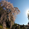 魚眼でしだれ桜