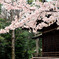 古寺と桜