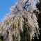 梅岩寺のしだれ桜