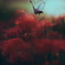 彼岸花1
