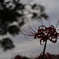 曼珠沙華