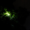夜の光合成