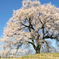 わに塚の桜と青い空
