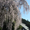 青梅のしだれ桜