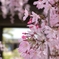 枝垂れ桜。