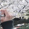 桜　猫を撮る人を撮る