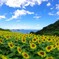 夏の思い出