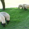 WOOL