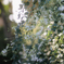 Bush clover⋆