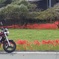 愛車と彼岸花