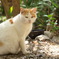 若王子の野良猫