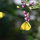秋の花とちょう