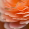 薔薇のミルフィーユ