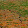 栗駒山の紅葉絨毯
