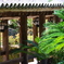 長谷寺の登廊とソテツ