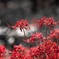 彼岸花