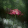 solitude…⋆*