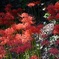 曼珠沙華「花言葉は情熱」