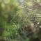 Spring light catcher