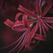 華