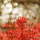 Bokeh's Flower