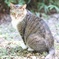 睨み猫