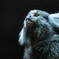 上野動物園1