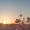 秋桜