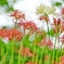 曼珠沙華