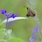 この花で遊ぼう‼︎