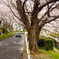 尾根緑道の桜