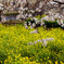 尾根緑道から見た桜と菜の花２