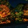 紅葉ライトアップ