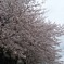 2011　さくら２