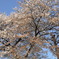 桜2
