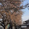 桜4