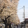 桜5