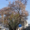 桜7