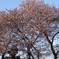 桜10