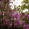 photo_1135627