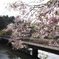 残り桜