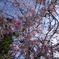 潜入！枝垂れ桜