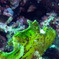 Antennarius striatus 