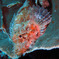 Scorpaena onaria  
