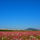 秋桜日和
