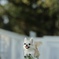 飛行犬♬
