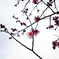 梅の花