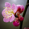 梅の花